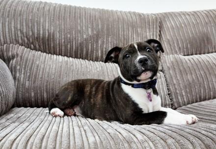 Rescued puppy