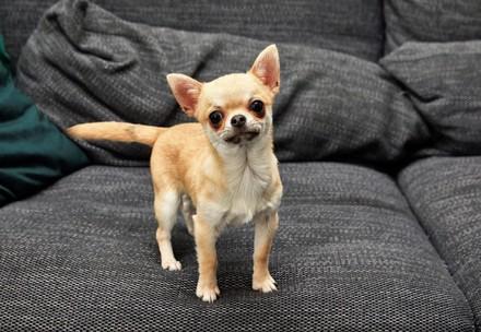 Chihuahua puppy