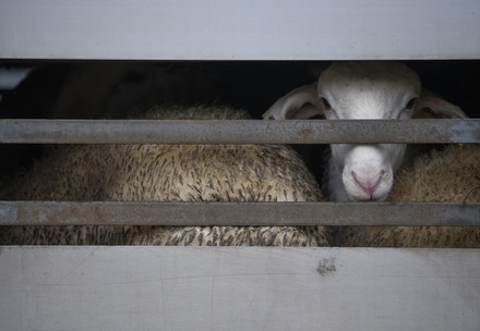 Australia Bans Sheep Exports: A Landmark Victory Against Animal Cruelty