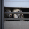 Sheep in a transport truck Sheep in a transport truck