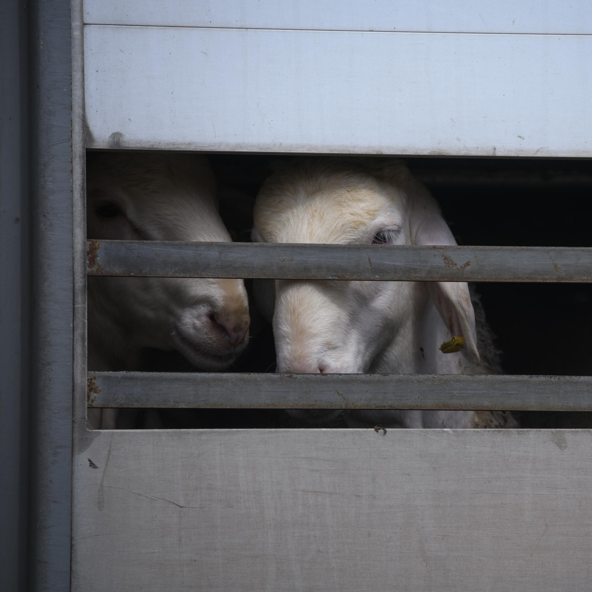 Sheep in a transport truck Sheep in a transport truck