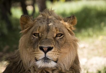 Al Ma'wa for Nature and Wildlife