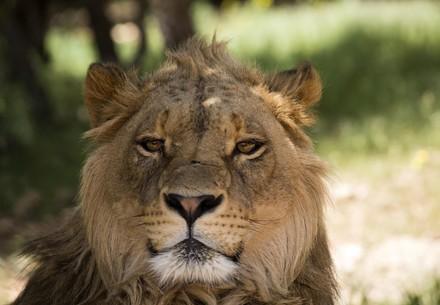 Al Ma'wa for Nature and Wildlife