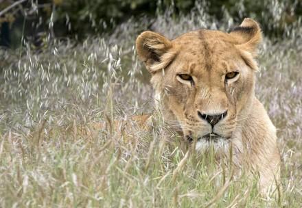 Lioness at Al Ma'Wa for Nature & Wildlife
