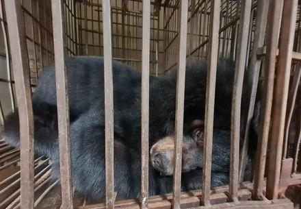 Asiatic black bear in a cage