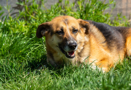 Dog lying in the grass