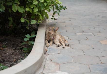 Cat at home