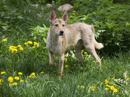 Stray dog in a spring field