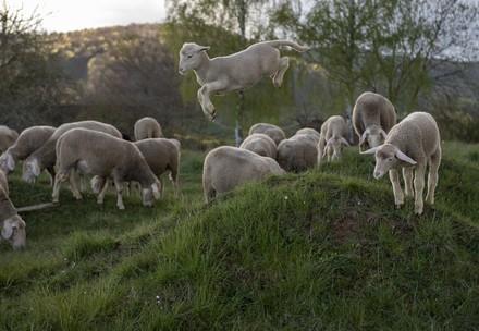 Merino sheep
