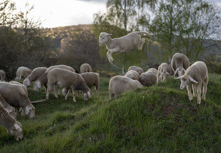 Sheep in a fiedl