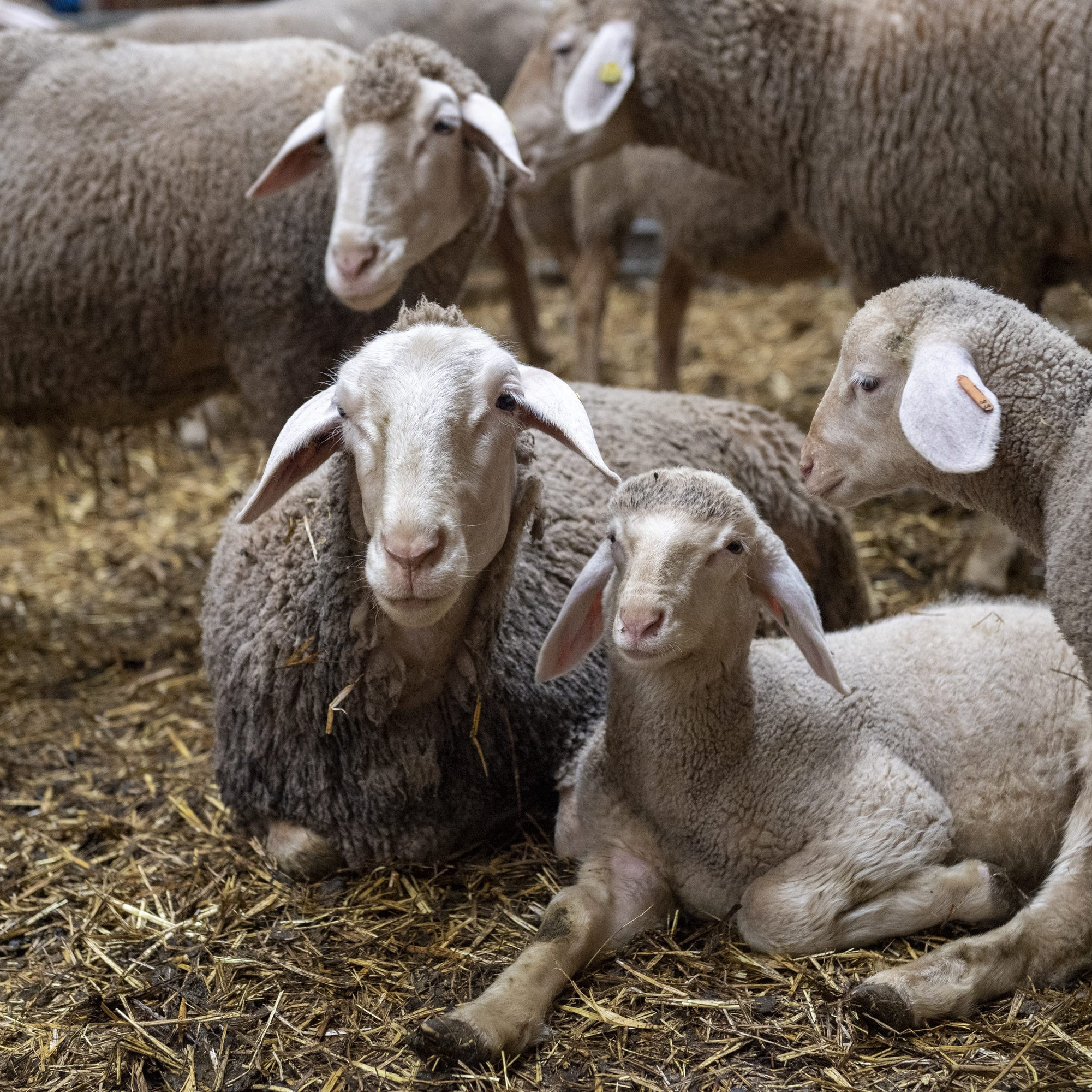 Sheep and lamb Sheep and lamb