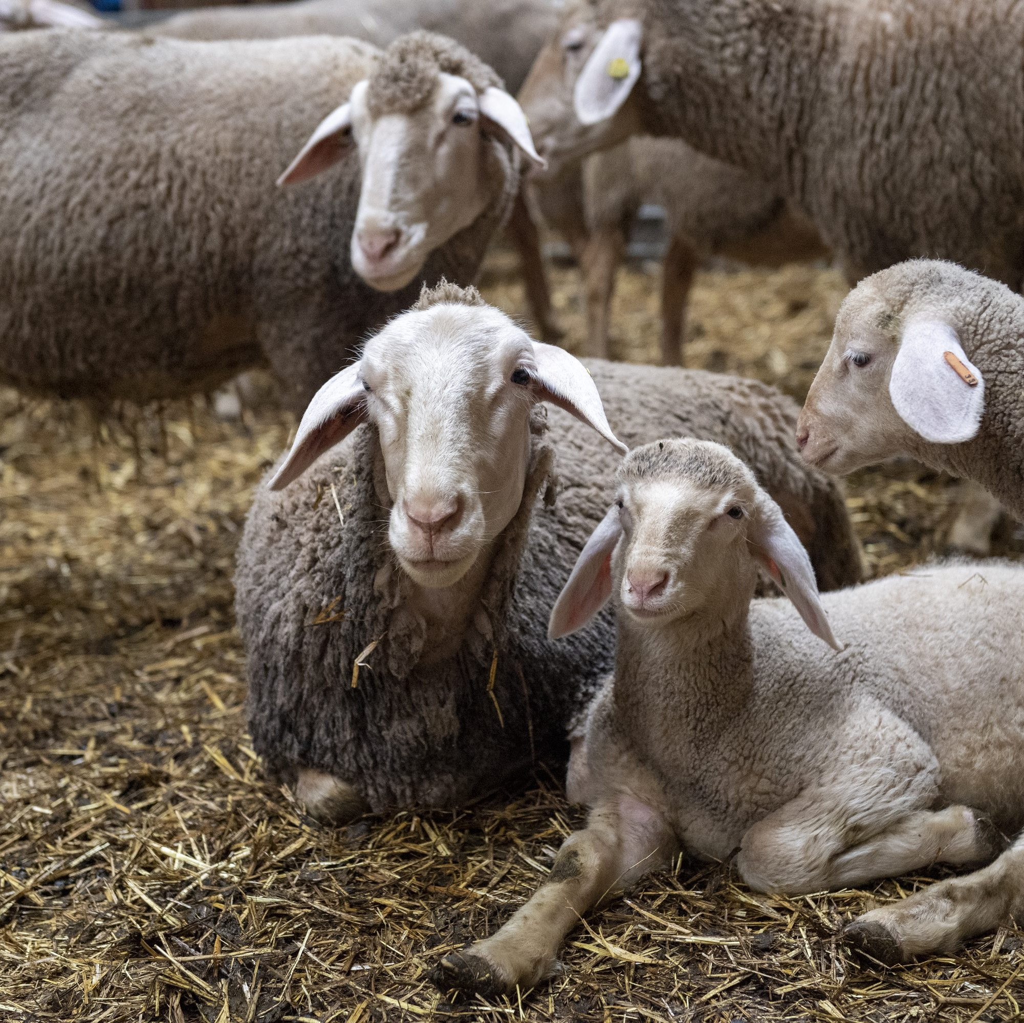 Sheeo with lamb Sheeo with lamb