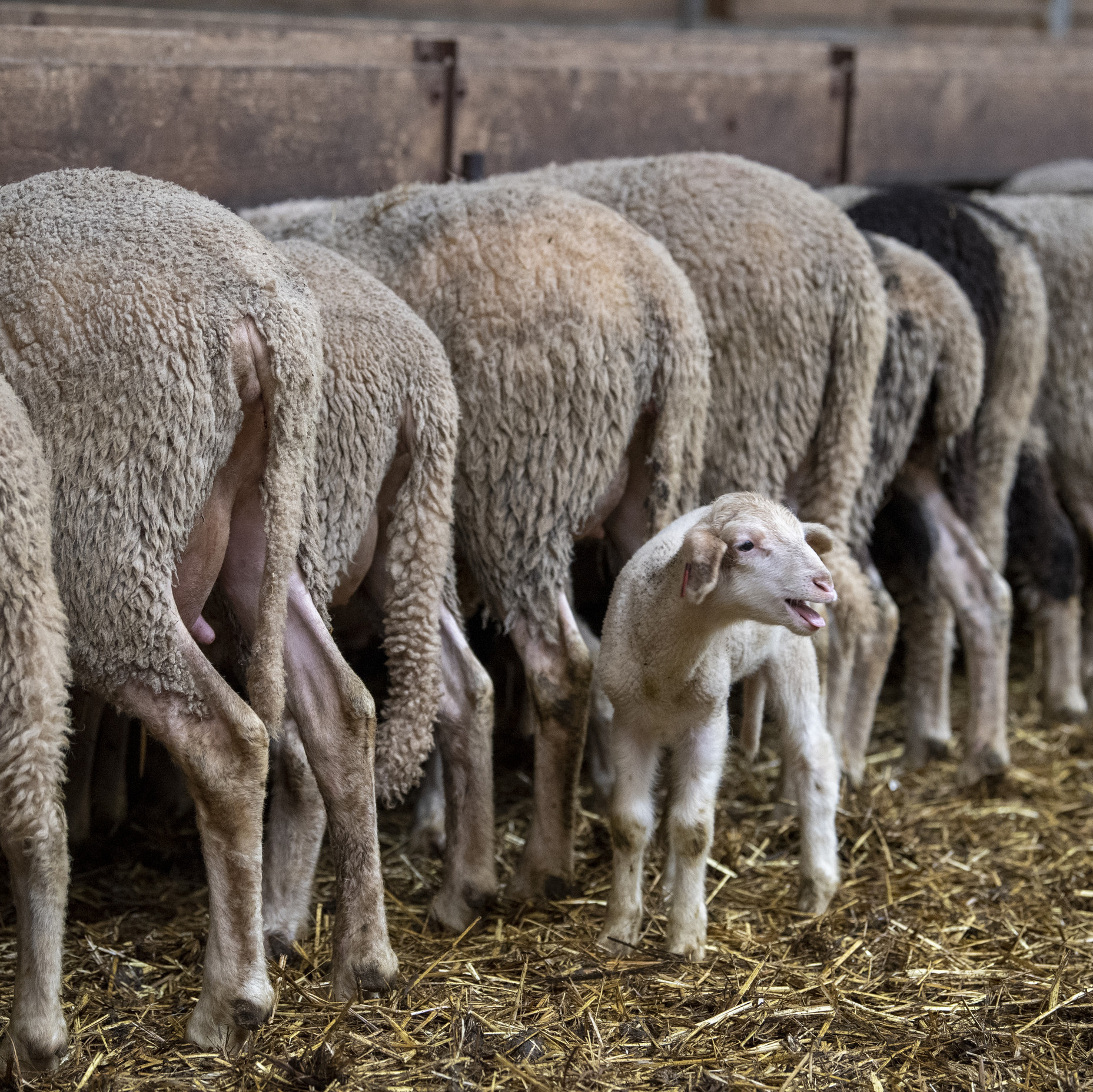 Sheep being fed Sheep being fed