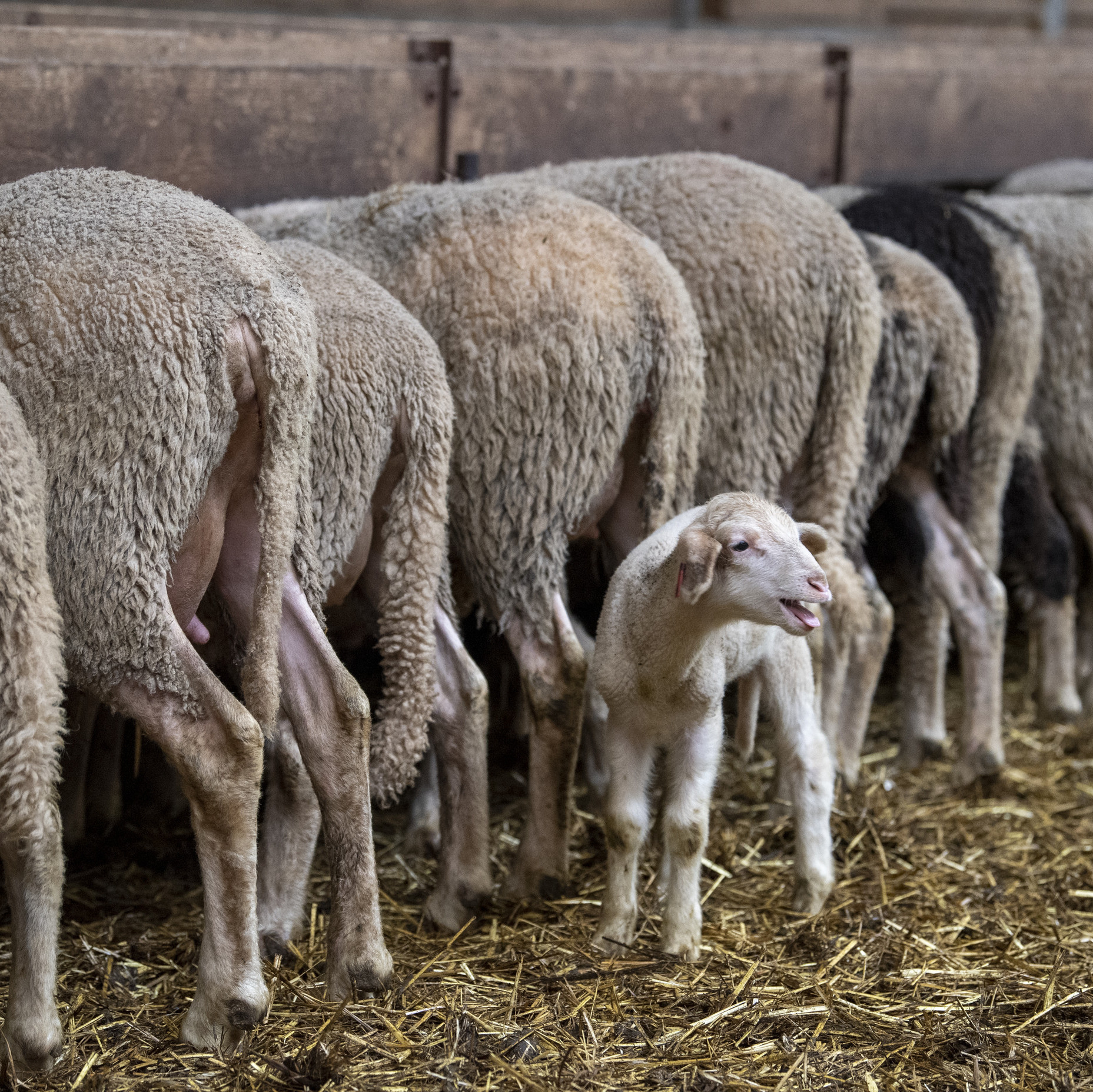 Sheep being fed Sheep being fed