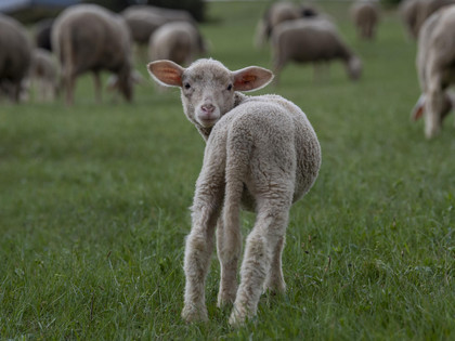 Meriono sheep in a field in Germany