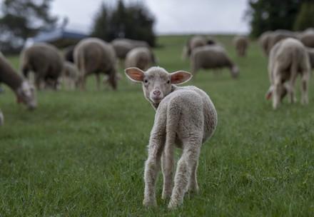 Meriono sheep