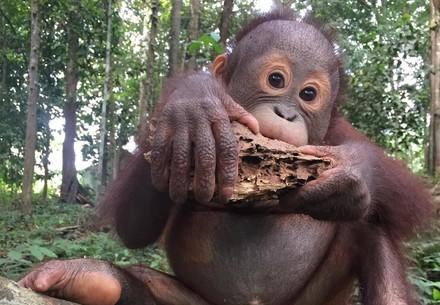 Rescue Orangutan Indra Baby Orangutan Indra