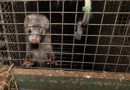 Mink farm
