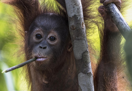 Orangutan Bhima