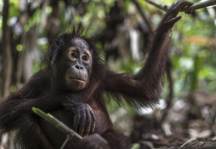 Orangutan Indra