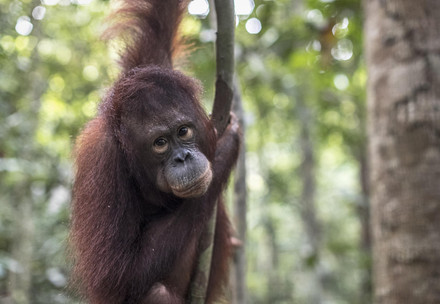 Rescue Orangutan Cantik Orangutan Cantik in the forest