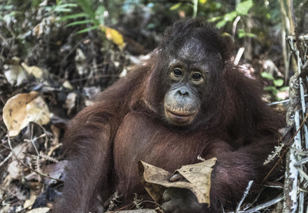 Rescue Orangutan Gonda Orangutan Gonda