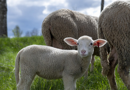 Lamb in a field