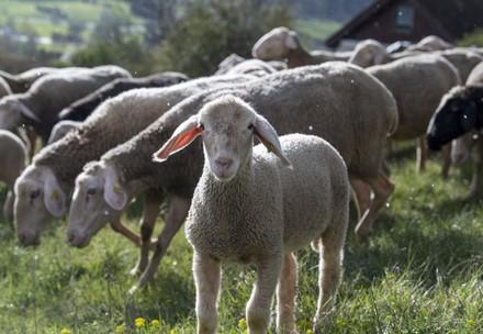 Hugo Boss becomes sheep's friend
