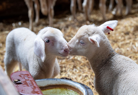 Two lambs at a stable