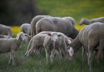 Merino sheep