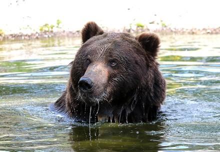 Bear Ruta taking a bath at BEAR SANCTUARY Domazhyr