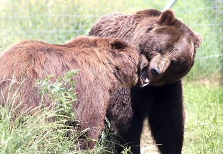 Rescue Bears Sirko, Ruta and Andor Sirko and Ruta