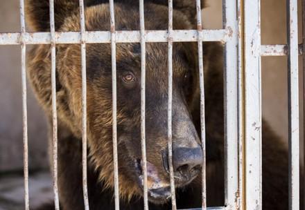 Relocation of the Beirut bears