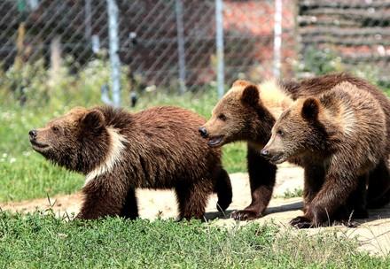 Rescue Bear Cubs Jenny, Toby and Moris Rescue Bear Cubs Jenny, Toby and Moris