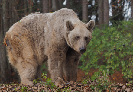 Bear Tom