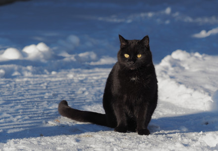 Black cat in the snow