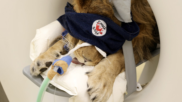 Lion at an animal clinic 