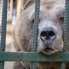 #SaddestBears #SaddestBears