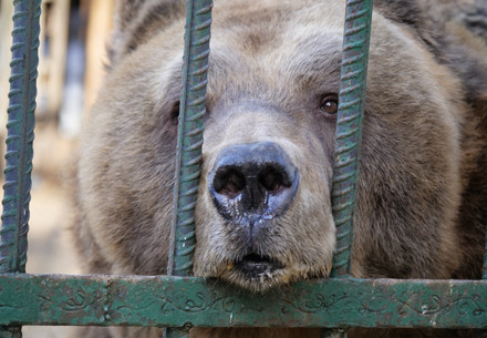 Bear Mark