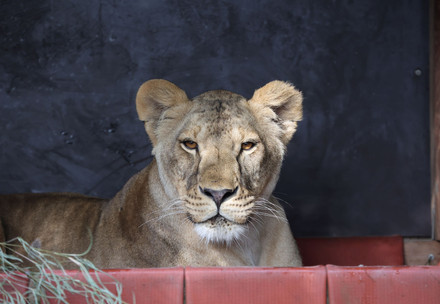 Lioness Vasylyna at FELIDA