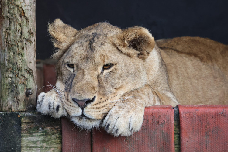 Lioness resting Lioness resting