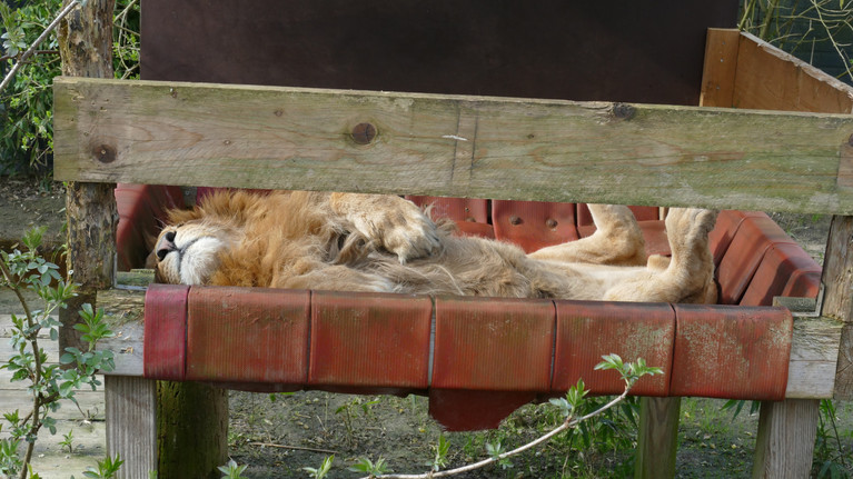 Lion Simba sleeping at FELIDA Big Cat Sanctuary