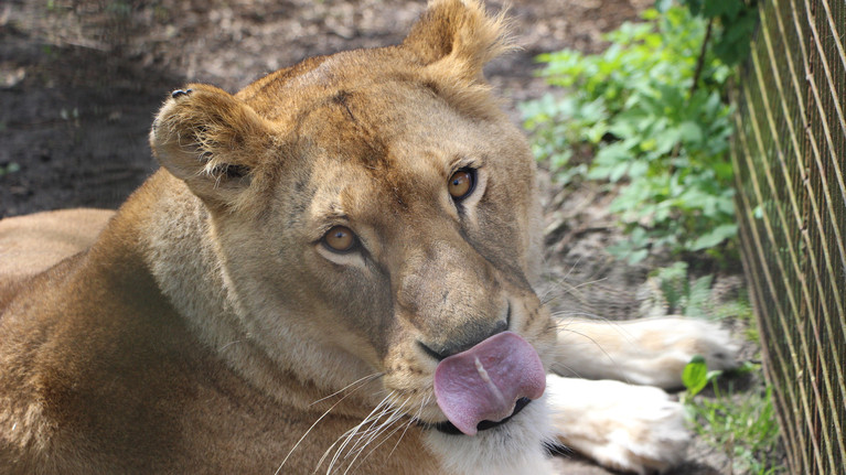 Lioness Elza at FELIDA Big Cat Sanctuary