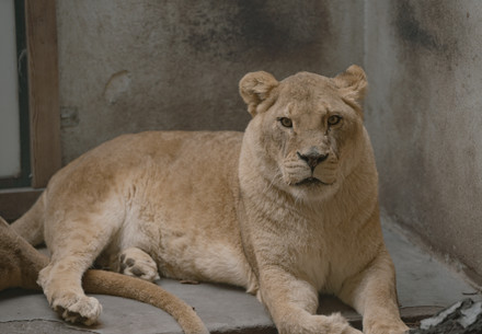 Rescue Lionesses Tomoyo, Pepsi and Illiana Rescued French circus lioness at a sanctuary