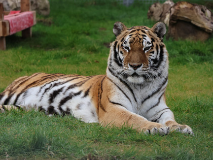 Tigress Kenya at FELIDA