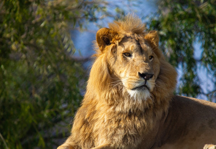 Lion at sanctuary in South Africa