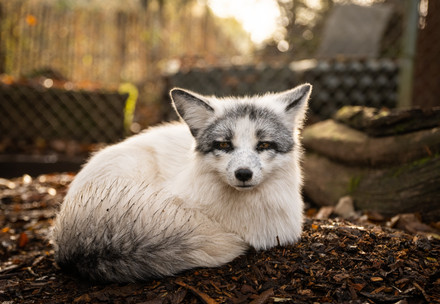 Fox at TIERART