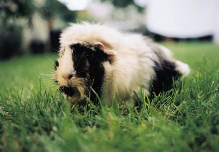 Guinea pig