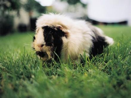 Guinea Pig on the grass