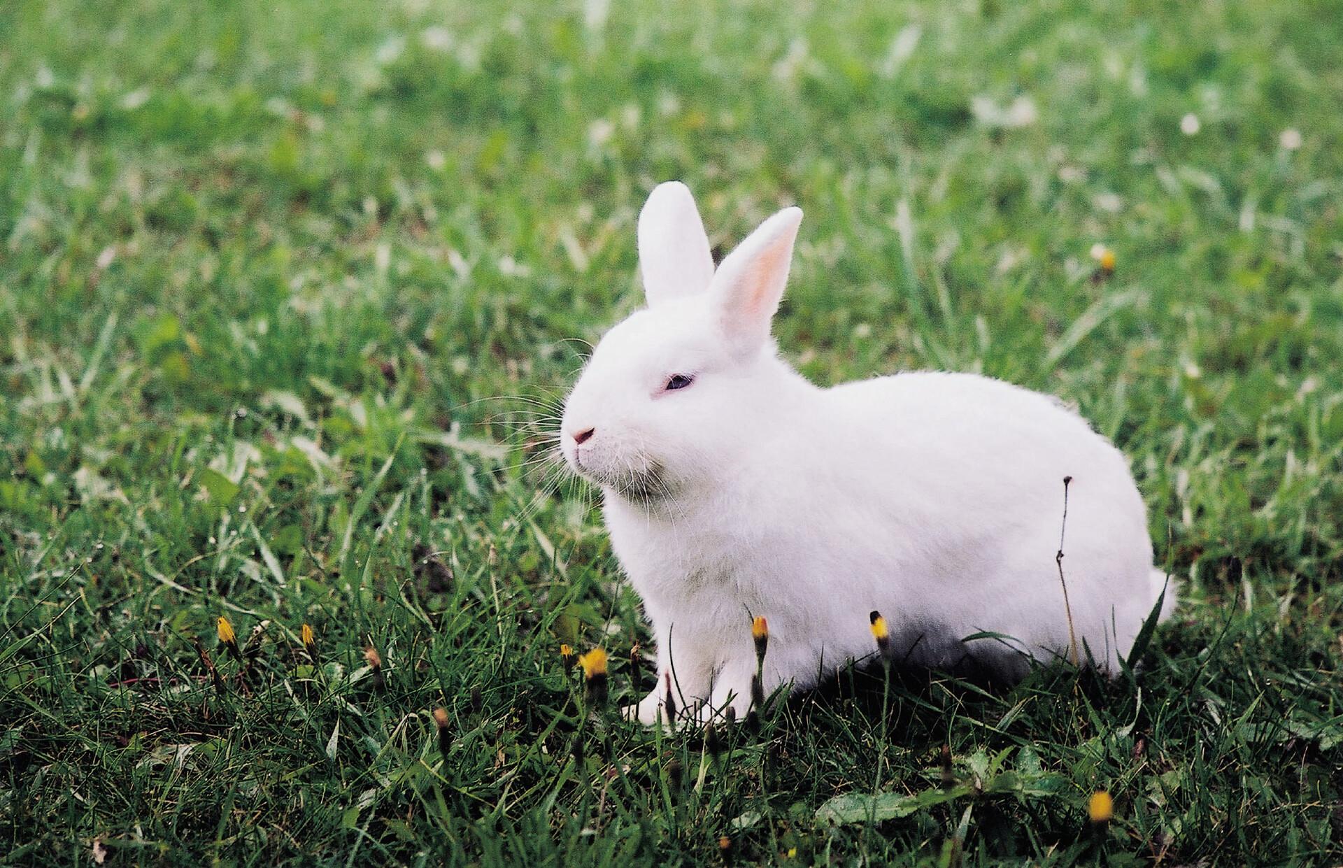 Rabbit sitting in grass